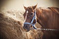 A horse eats hay from a large haystack Royalty Free Stock Photo