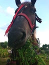 Horse eatting grass