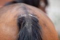 Horse eczema, skin irritation on tail loosing hair. sweet itch on tail root