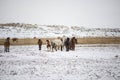 Menggu Horses to walk In the Winter valley. Royalty Free Stock Photo