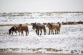 Menggu Horses to walk In the Winter valley. Royalty Free Stock Photo