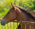 Horse Royalty Free Stock Photo