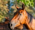 Horse Royalty Free Stock Photo