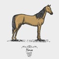 Horse engraved, hand drawn vector illustration in woodcut scratchboard style, vintage drawing species.