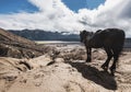 The horse enjoying beautiful view at Mount Bromo, Indonesia Royalty Free Stock Photo