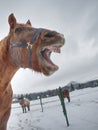 Horse enjoys snow in winter paddock Royalty Free Stock Photo