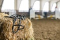 Horse equipment on a fresh bricks of hay Royalty Free Stock Photo