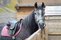 The horse is equipped for riding and tied to a wooden fence. Close-up, you can see only the head and body part of the horse with a Royalty Free Stock Photo