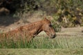 Horse Equus ferus caballus eating in the riverside of the Hiran river.
