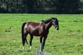 A brown horse standing on green grass. Royalty Free Stock Photo