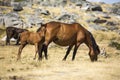 Horses walking in the nature, in Portugal