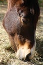 Brown Horse Head Close-Up Lips Kissing Ground