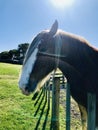 Horse in a farm with backlight.