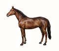 The horse Equus ferus caballus
