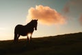 Horse on evening meadow in mountains valley during sunset Royalty Free Stock Photo