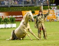 Horse exhibition