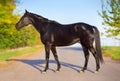 Horse exterior outdoor Royalty Free Stock Photo