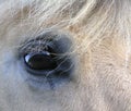 Horse eye Royalty Free Stock Photo