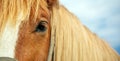 Horse eye Royalty Free Stock Photo