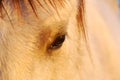 Horse eye