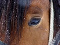 Horse eye Royalty Free Stock Photo