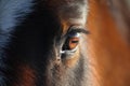 Horse eye Royalty Free Stock Photo