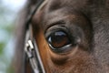 Horse eye