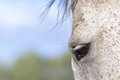 Horse eye Royalty Free Stock Photo