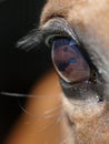 Horse Eye Abstract Royalty Free Stock Photo