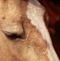 Horse eye close-up