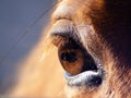 Horse eye close up Royalty Free Stock Photo