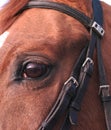 horse eye Royalty Free Stock Photo