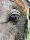Horse Eye Close-Up - Beautiful Lashes Royalty Free Stock Photo