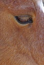 A Horse eye, close up