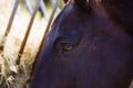 Horse Eye Close Up Detailed Royalty Free Stock Photo