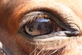 Horse eye close up Royalty Free Stock Photo