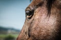 Closeup of a Horse Eye Royalty Free Stock Photo