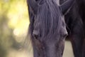 Horse eye close up frontal, horses with long mane Royalty Free Stock Photo