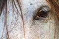 Horse eye close up in high key Royalty Free Stock Photo