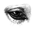 Horse eye close-up Royalty Free Stock Photo