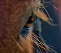 Horse eye close up Royalty Free Stock Photo