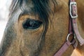 Horse eye close-up image Royalty Free Stock Photo