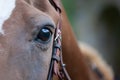 Horse eye close-up, portrait of a red harnessed horse Royalty Free Stock Photo