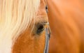 The horse eye, the close-up