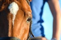Horse eye close-up with rider in background Royalty Free Stock Photo