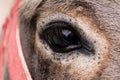 Horse eye, close-up shot with detail of hair Royalty Free Stock Photo