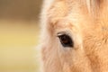 Horse Eye Close up. View of Horses Soul Royalty Free Stock Photo