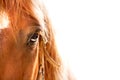 Horse eye close up Royalty Free Stock Photo