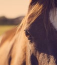 Horse eye closeup Royalty Free Stock Photo