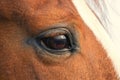 Horse eye, closeup, evening light, sunset Royalty Free Stock Photo